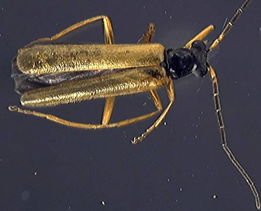 Rhagonycha lignosa